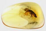 Detailed Fossil Click Beetle (Elateridae) in Baltic Amber #367422-1